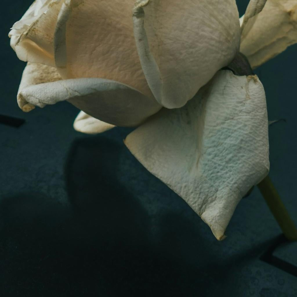 What to Write in a Funeral Guestbook - My Guest Book